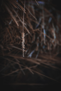 Montana Ranch: Lone Straw