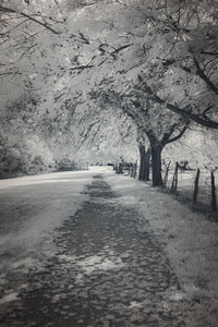 Farm Path - 3