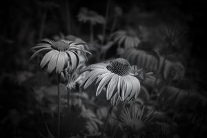 Loris Flowers - 2