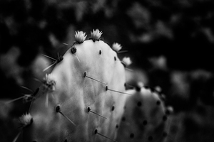 Ink and Thorn: Capturing the Essence of Texas Cacti