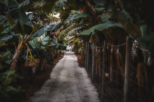 Banana Canopy Secrets