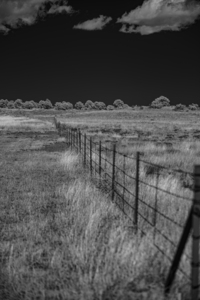 Fenceline Whisper in Monochrome
