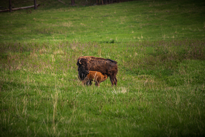 Bison Tales: Herds of the Heartland
