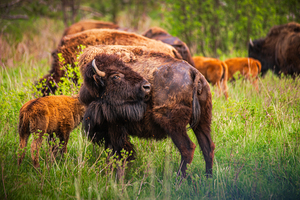 Bison Tales: Got an Itch