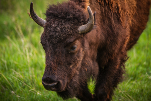 Bison Tales: Wisdom of the Herd