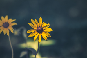 Vibrant Blooms: Full Spectrum Photography of Black-Eyed Susan Flowers in Tennessee
