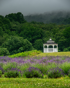 Lavender Gazebo