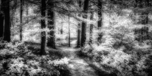 Killens Path: Serene Infrared Passage