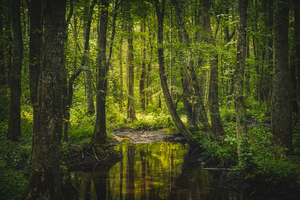 Swampish