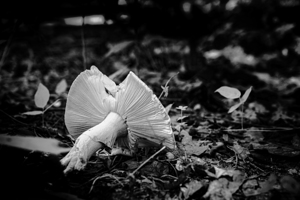 Mystical Fungi: Broken Shroom