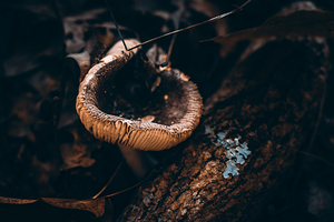 Mystical Fungi: Cupped in the Autumn Woods