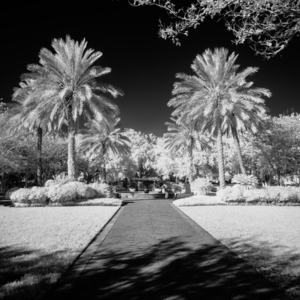Monochrome Serenity: Palm Tree Harmony in Saint Marys Georgia Park