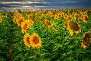 Sad Sunflower Row