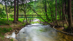 Woodland Bridge Reflections
