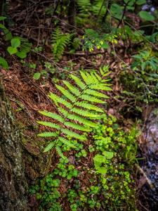 Fern Pattern