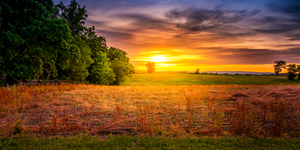 Herps woods Sunset
