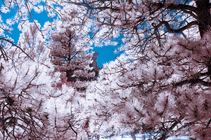 Chautauqua Chronicles: Pink Frame