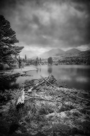 Fallen Sentinels: Rocky Mountain National Park