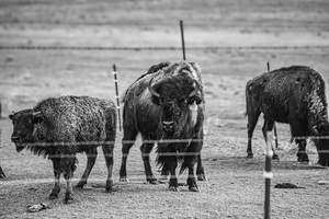 Wild Essence Captured