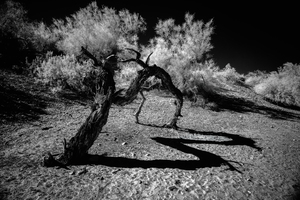 Desert Trees Shadowy Dance