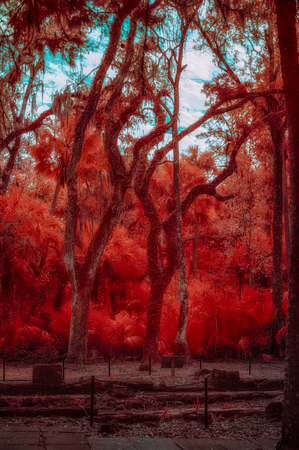 Enchanted Southern Grove: Bulow in Infrared