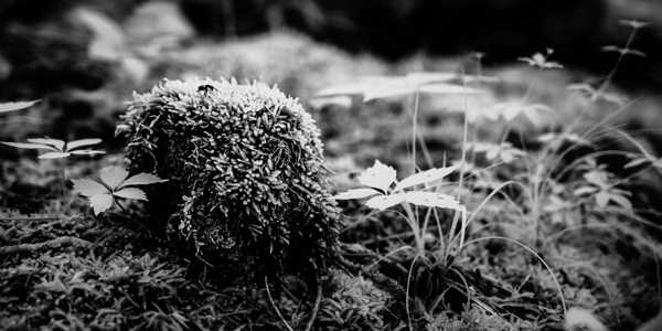 Mossy Whispers Print