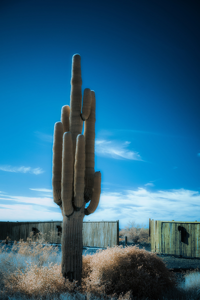 Cactus Symphony beneath Azure Heights Print