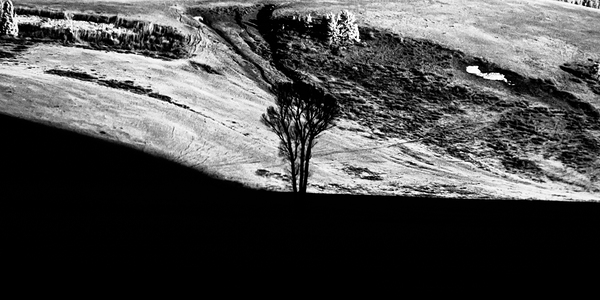 Solitary Sentinel Print