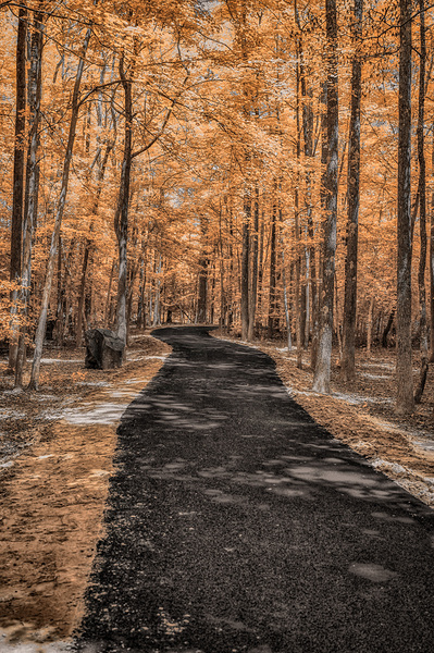 Golden Path Print