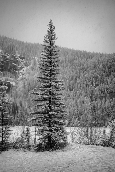 Lone Snowy Pine Print