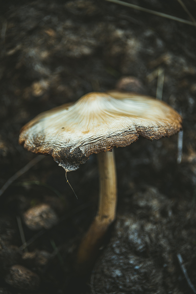 Montana Ranch Shroom: Saddlewood Mushroom Print