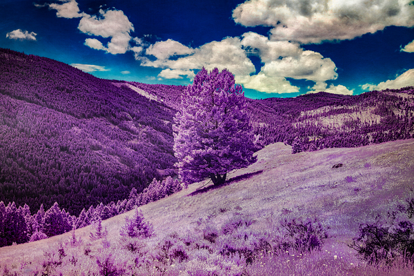 Enchanted Purple Haven: Marysville Montana Print