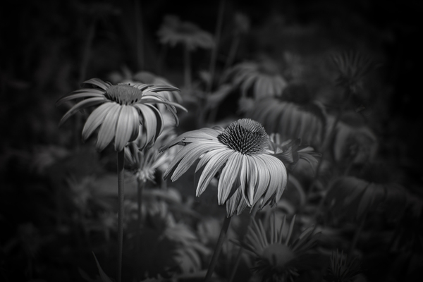 Loris Flowers - 2 Print