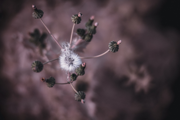 Whispers of Nature: Capturing the Essence of Dandelion Seeds Print