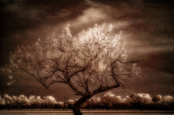  Twilight Tranquility: Capturing Natures Crown Light Splendor Print