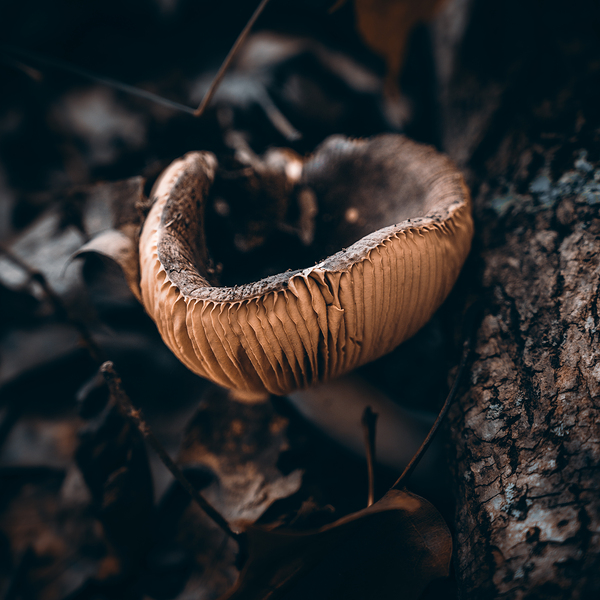 Mystical Fungi: Cup of Wonder ShrumCup Mushroom Print