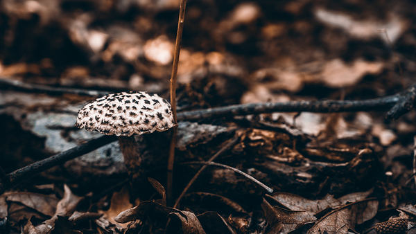 Mystical Fungi: Enchanted Dots The Speckled Shroom Print