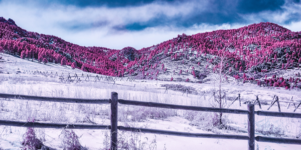 Chautauqua Chronicles: Purple Majesty Print