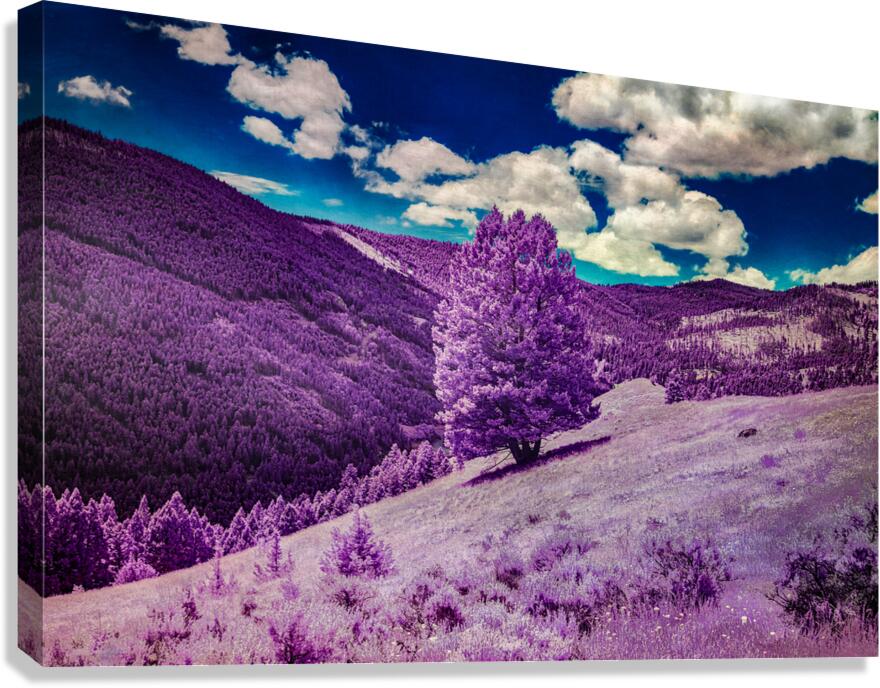 Enchanted Purple Haven: Marysville Montana Canvas Print