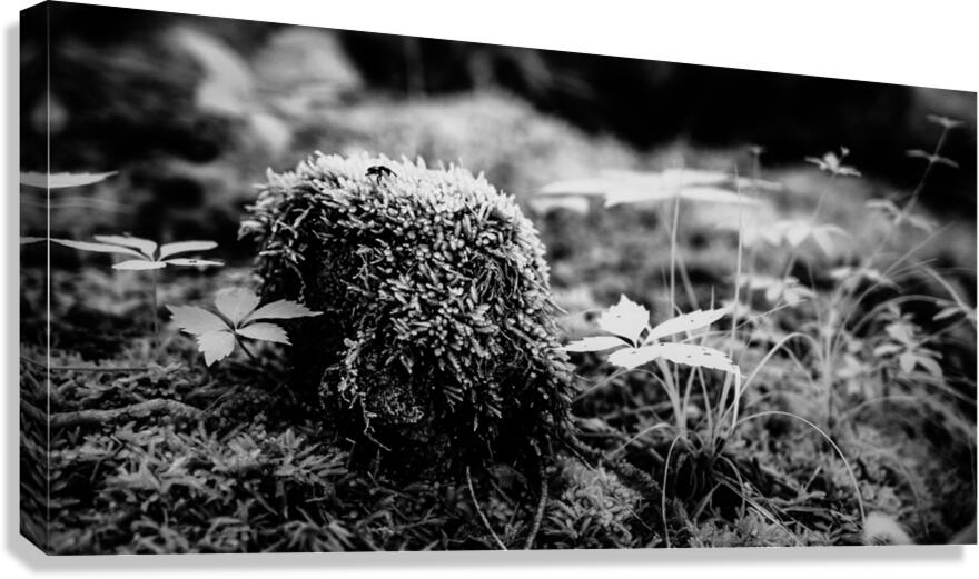Mossy Whispers Canvas Print