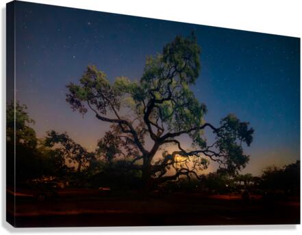 Lighting the Night Canvas Print