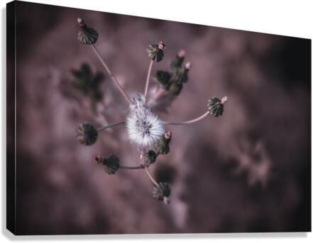 Whispers of Nature: Capturing the Essence of Dandelion Seeds Canvas Print
