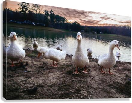 We are Coming Canvas Print