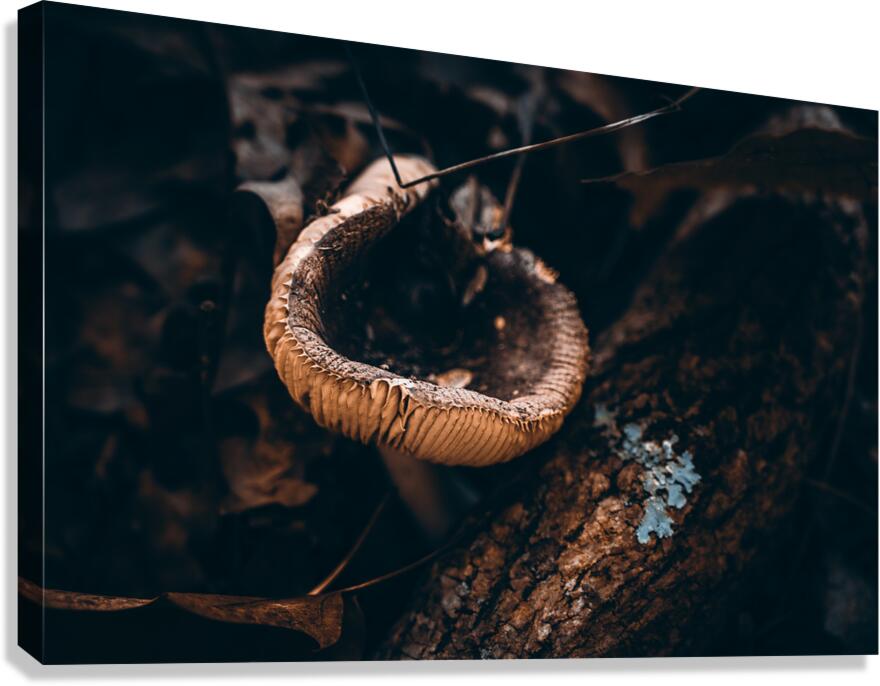 Mystical Fungi: Cupped in the Autumn Woods Canvas Print