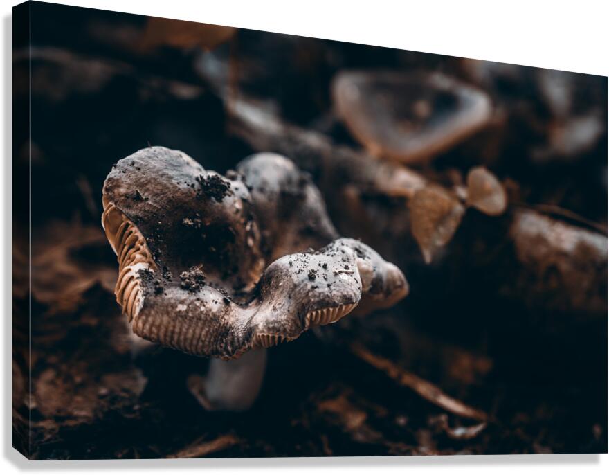 Mystical Fungi: Ring of Mystery Saturnine Mushroom Canvas Print