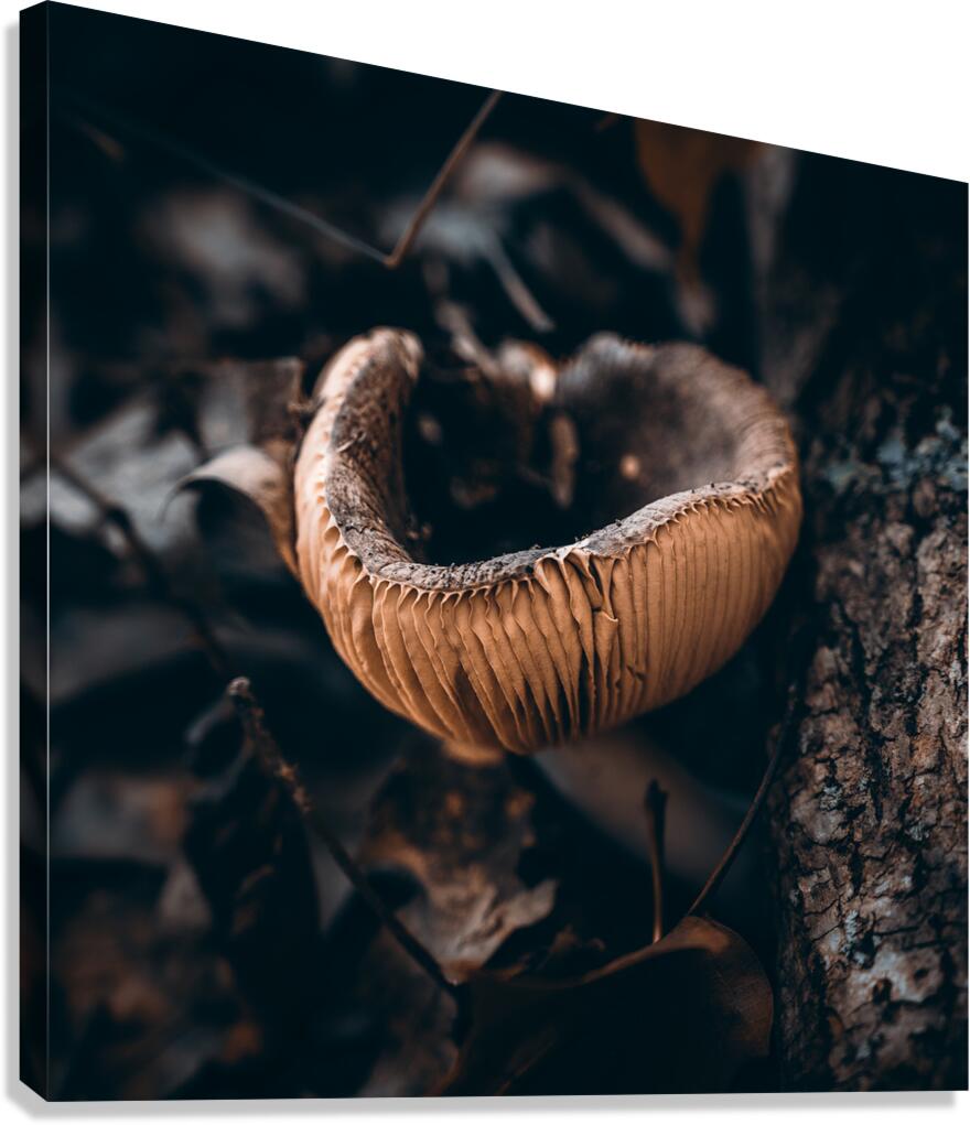 Mystical Fungi: Cup of Wonder ShrumCup Mushroom Canvas Print