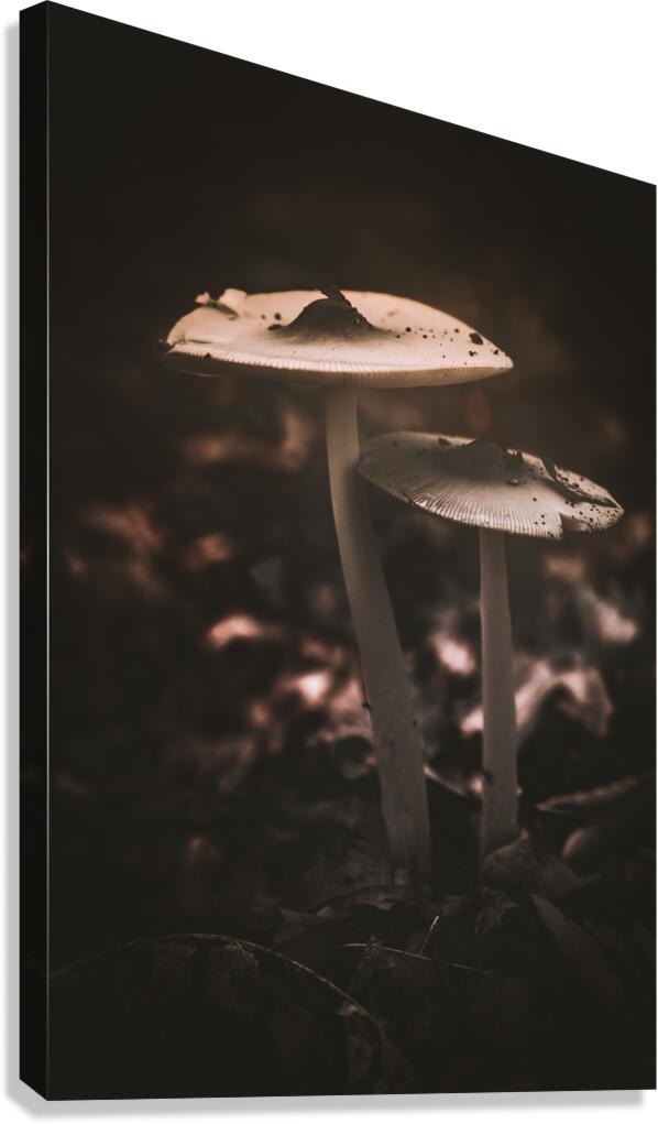 Mystical Fungi: Big Brother Shroom in the Woodland Realm Canvas Print