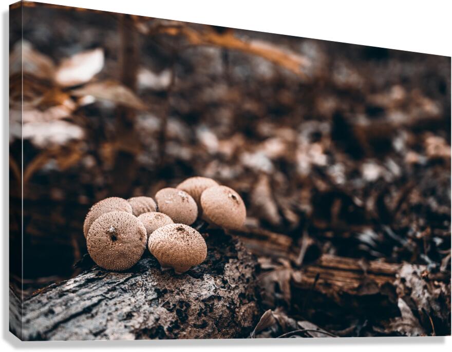 Mystical Fungi: Clustered Shrooms in the Enchanted Forest Canvas Print
