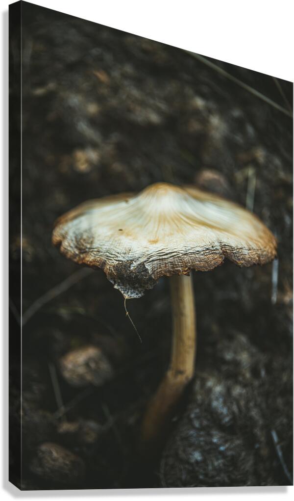 Montana Ranch Shroom: Saddlewood Mushroom Canvas Print