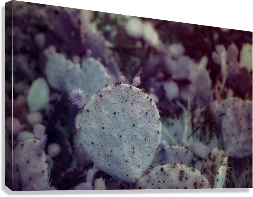 Desert Shadows: Purple Infrared Texas Cactus Canvas Print